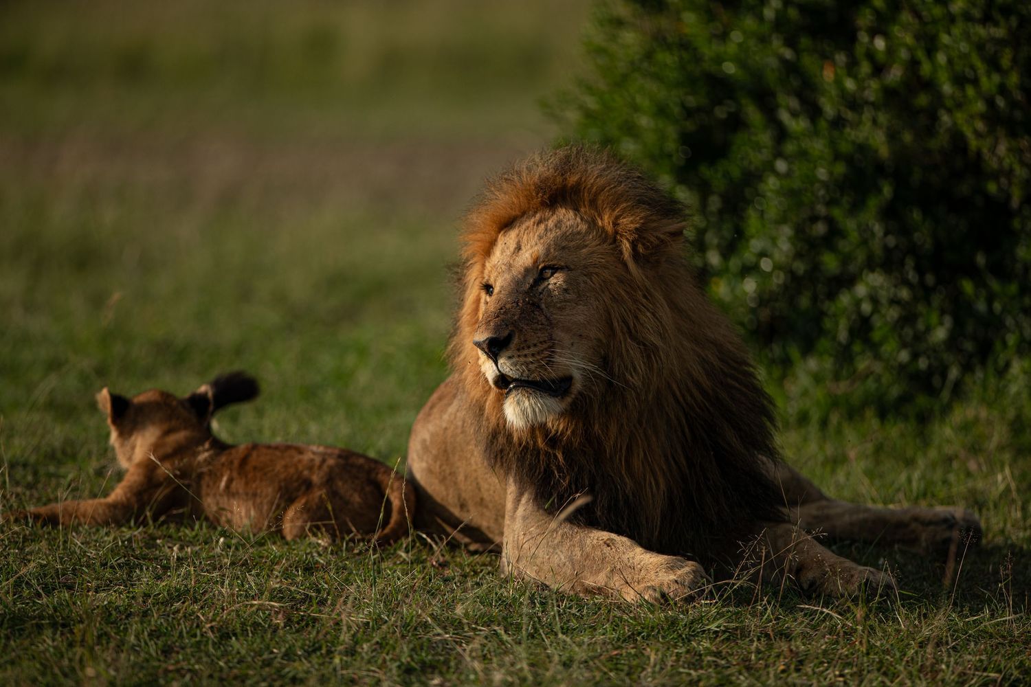 A majestic male lion rests in the grass during golden hour while another lion is visible in the background.
