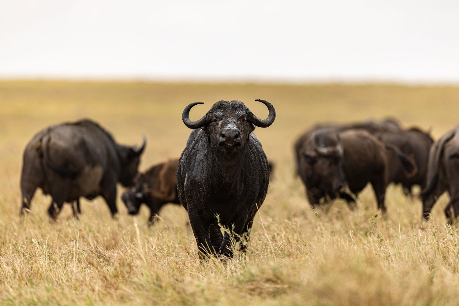 Herd of Cape buffalo grazing on the African savanna plains.