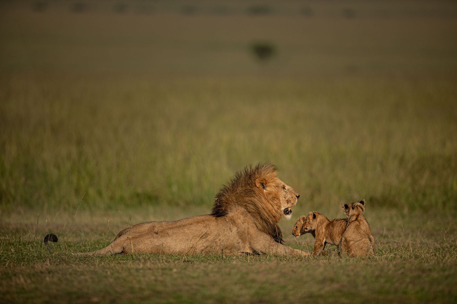 A pride of lions resting and lounging together in the golden African savanna grasslands at sunset.