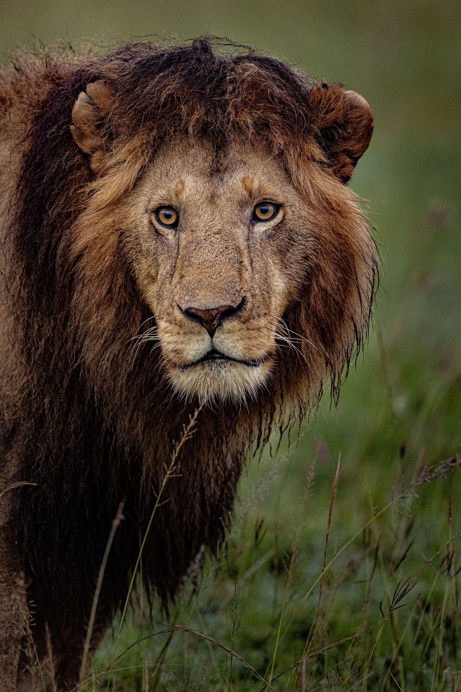 A majestic male lion with dark mane stares intensely at the camera against a blurred green background.