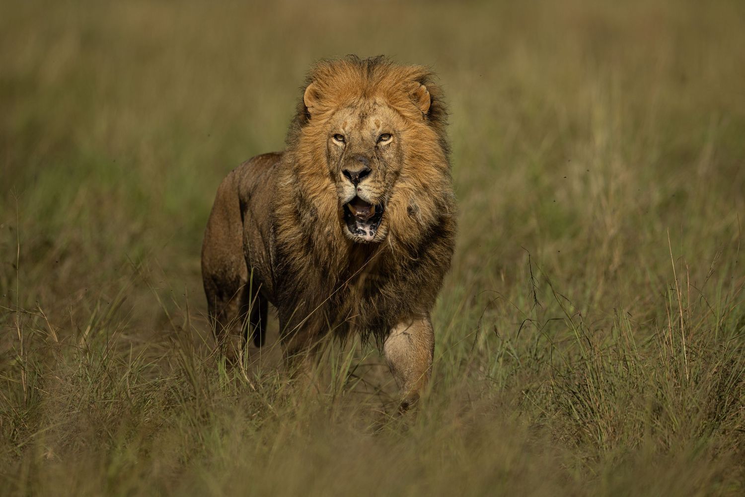 A male lion with a dark mane prowls through tall grass in the African savanna at sunset.