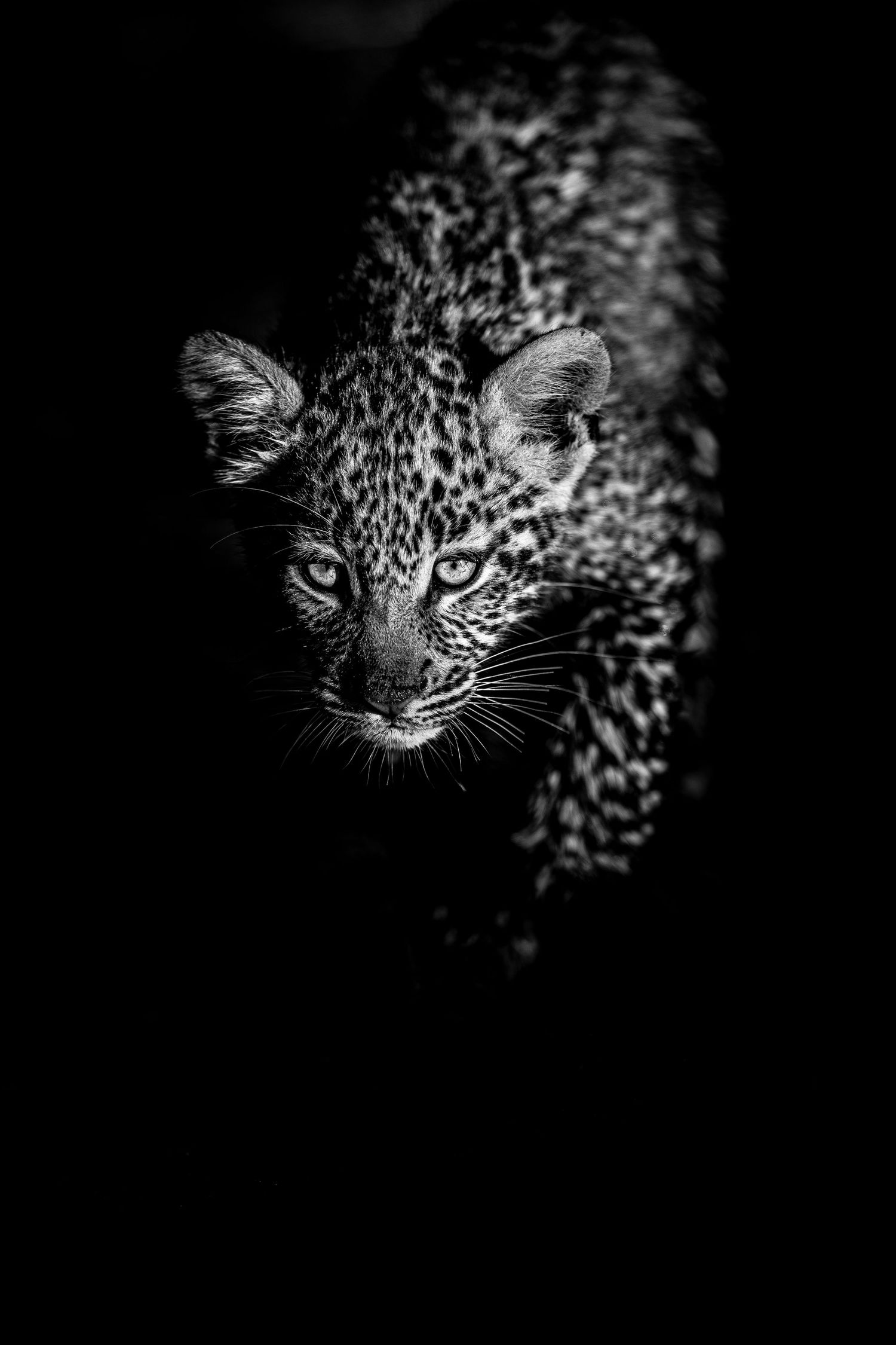 Artistic black and white close-up of a leopard's face emerging from darkness.