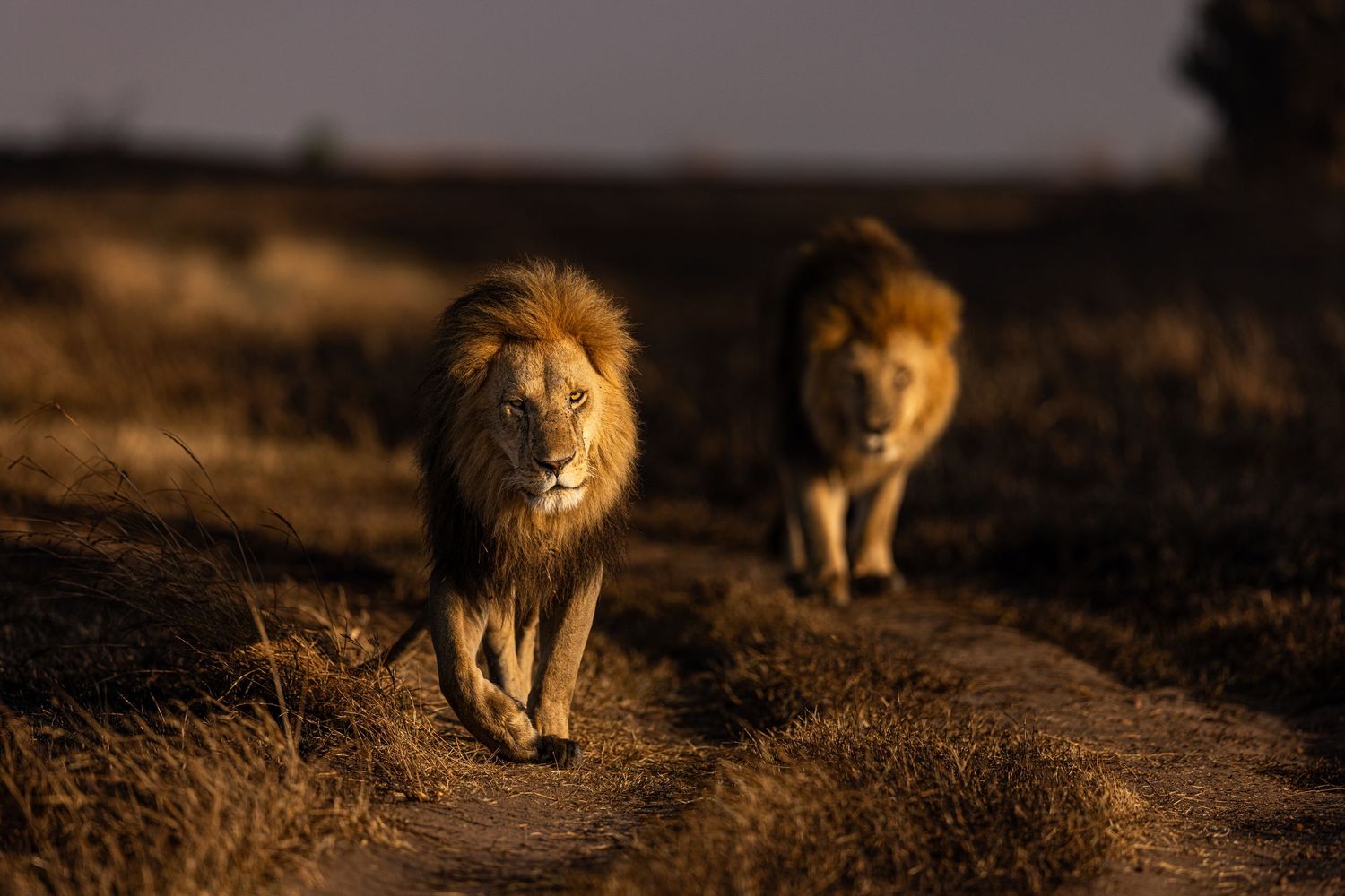 Two majestic lions walking along a dusty path at sunset in the African savanna.