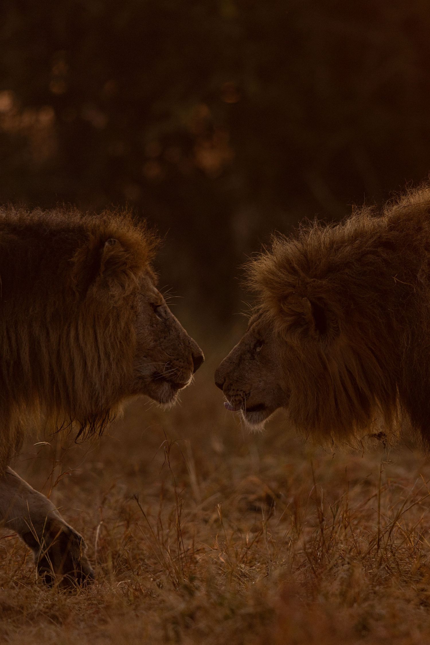 Two male lions face each other in a tense standoff against a dark background in the African savanna.