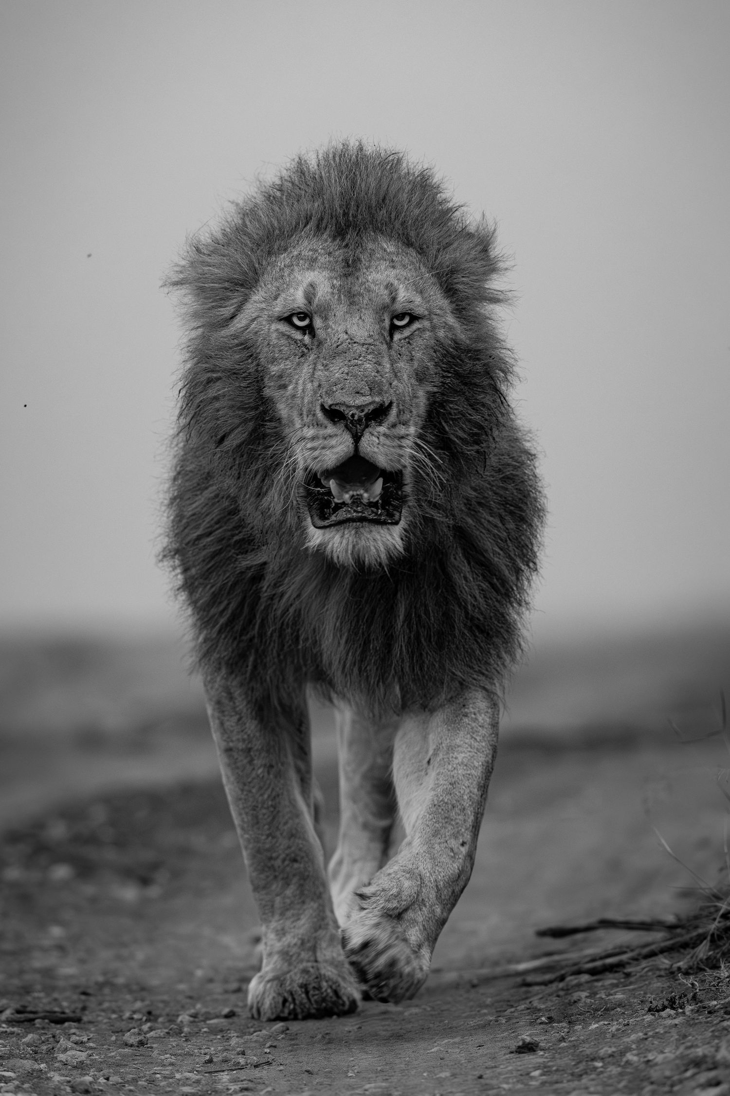 Lion approaching through dusty terrain in dramatic black and white photography.