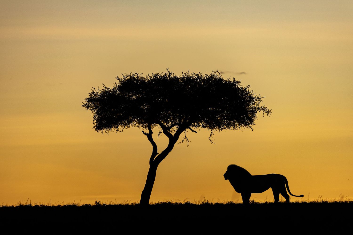 A dramatic silhouette of a lion and tree against a golden African sunset on the savanna.