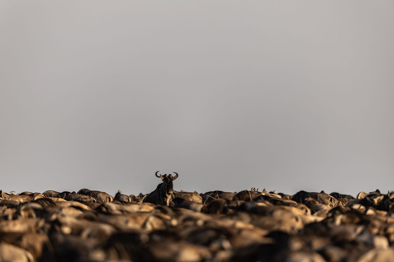 Silhouetted wildebeest herd against dramatic sky during migration.