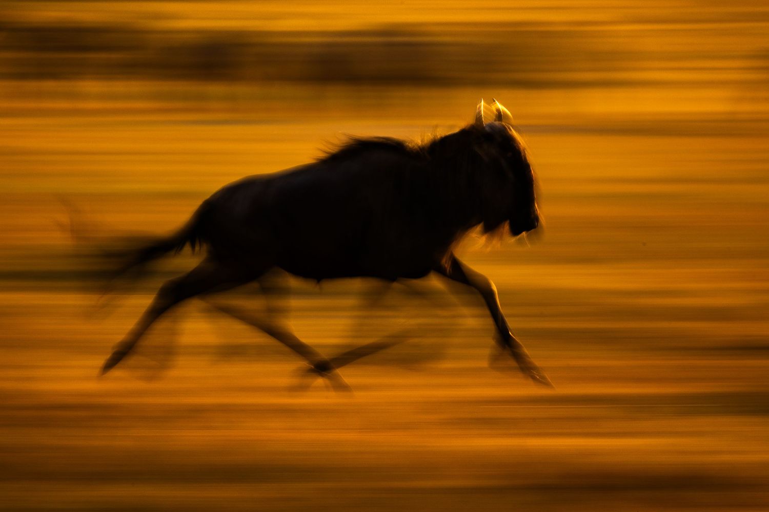 Silhouette of running cheetah against orange sunset background.