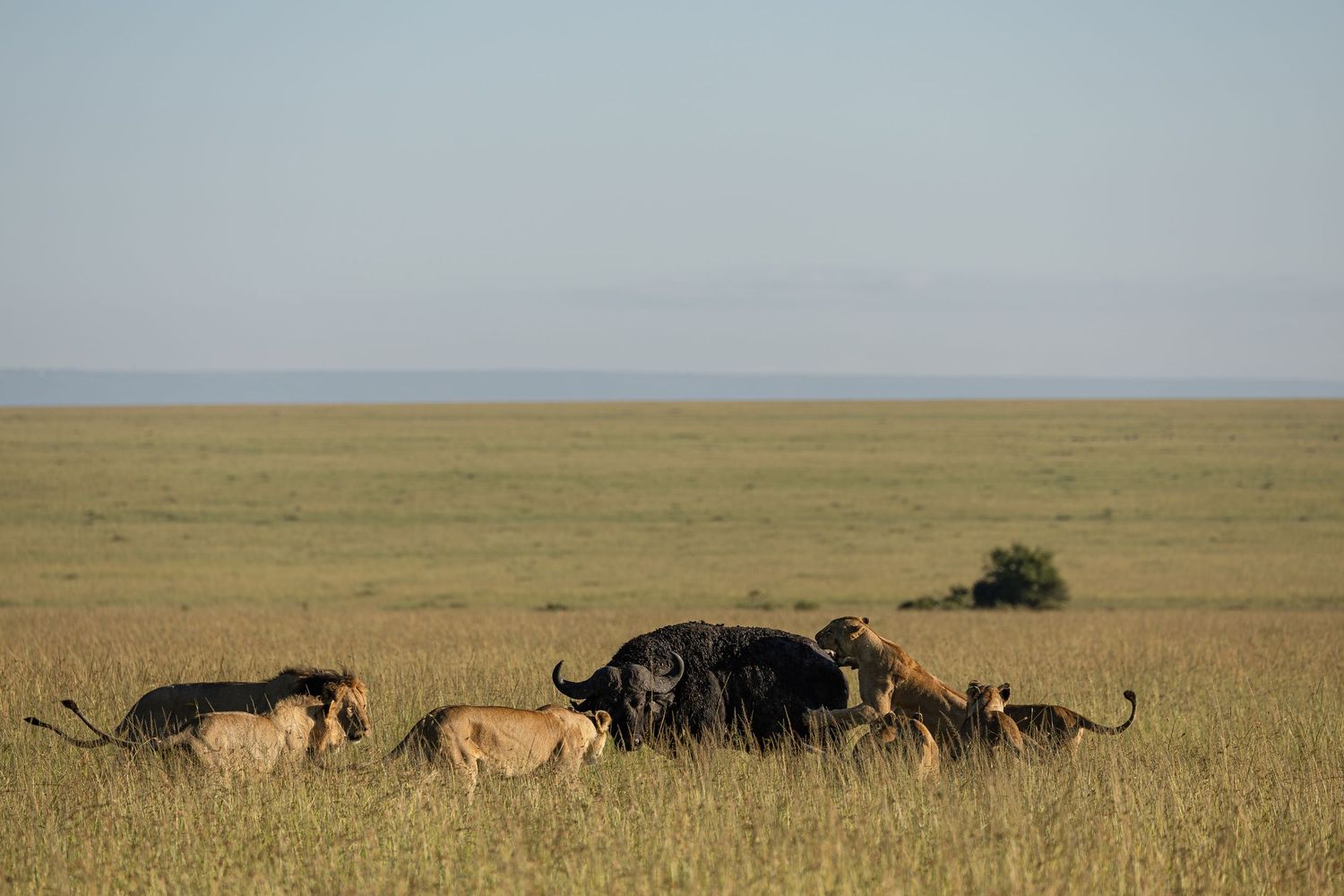 African lions and cape buffalo face off in a dramatic confrontation on the savanna grasslands.