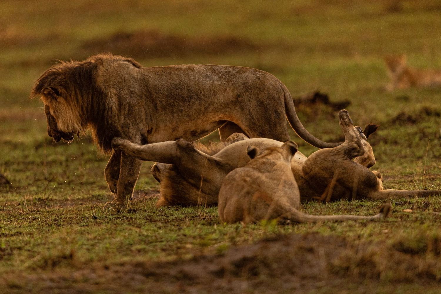 A lioness chases and takes down a gazelle on the African savanna during a dramatic hunt sequence.