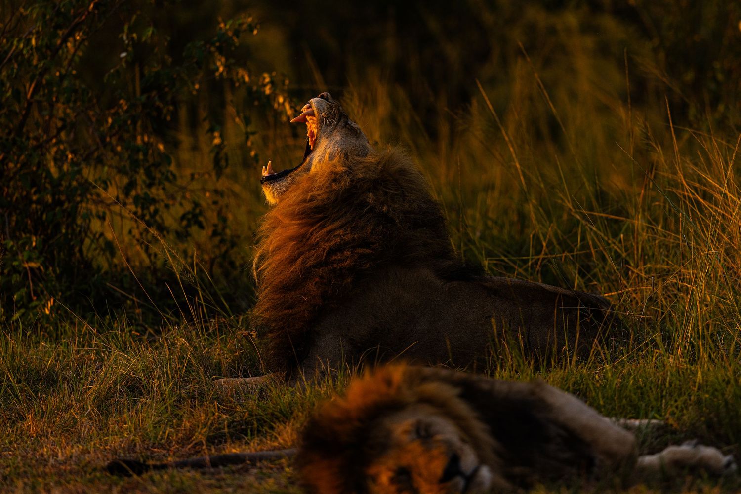 A majestic brown bear walks through tall golden grass in a wilderness setting during sunset hours.