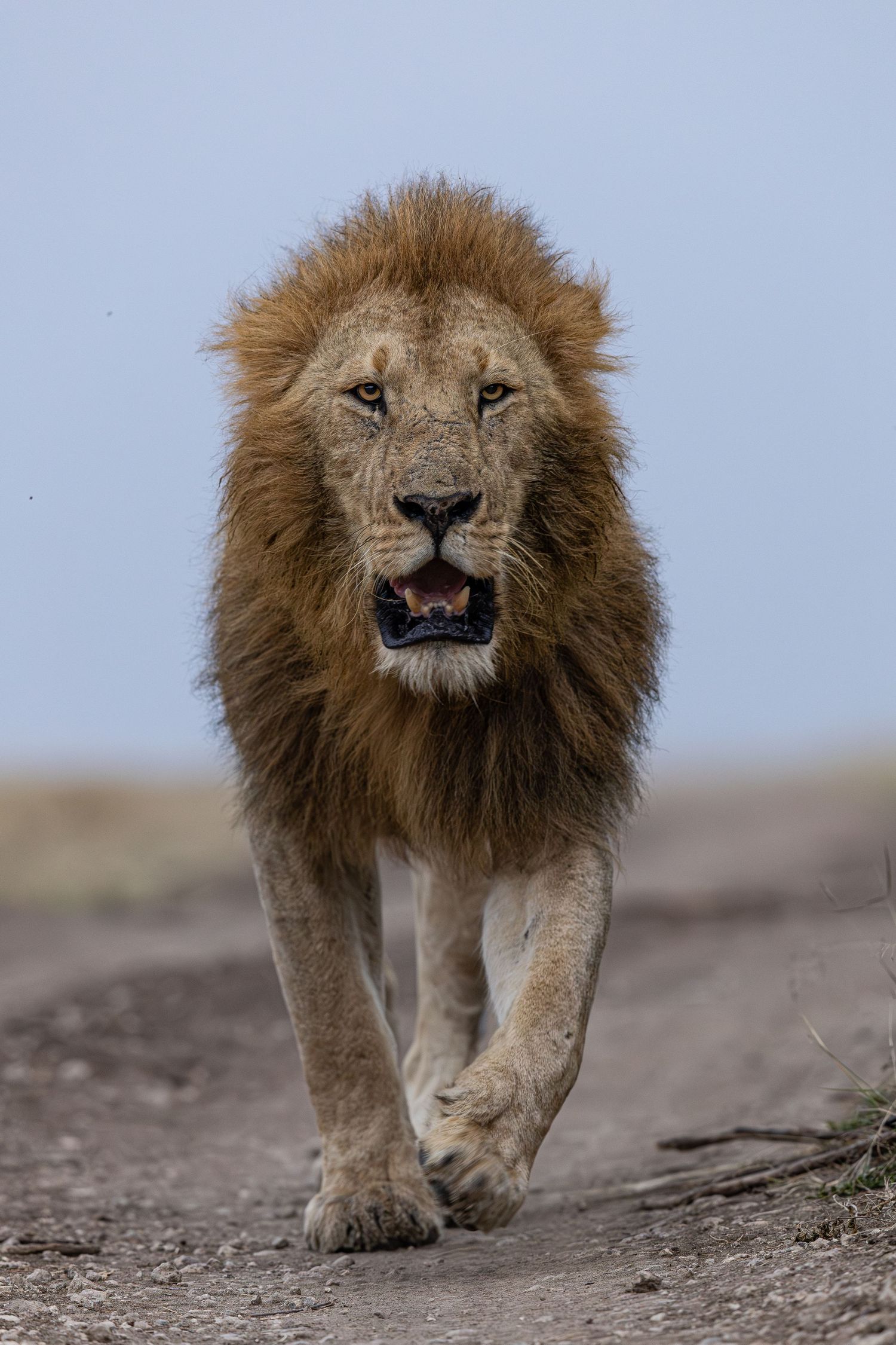 Male lion walking directly toward camera on dusty savanna path.