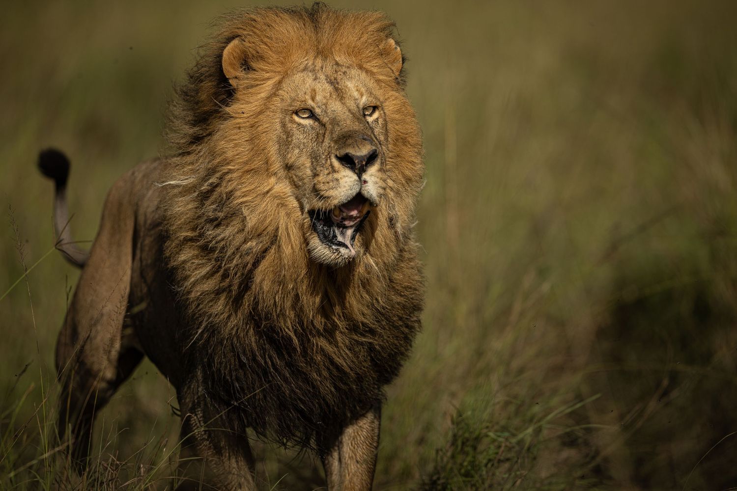A majestic male lion with golden mane prowls through the African savanna grasslands in dramatic lighting.