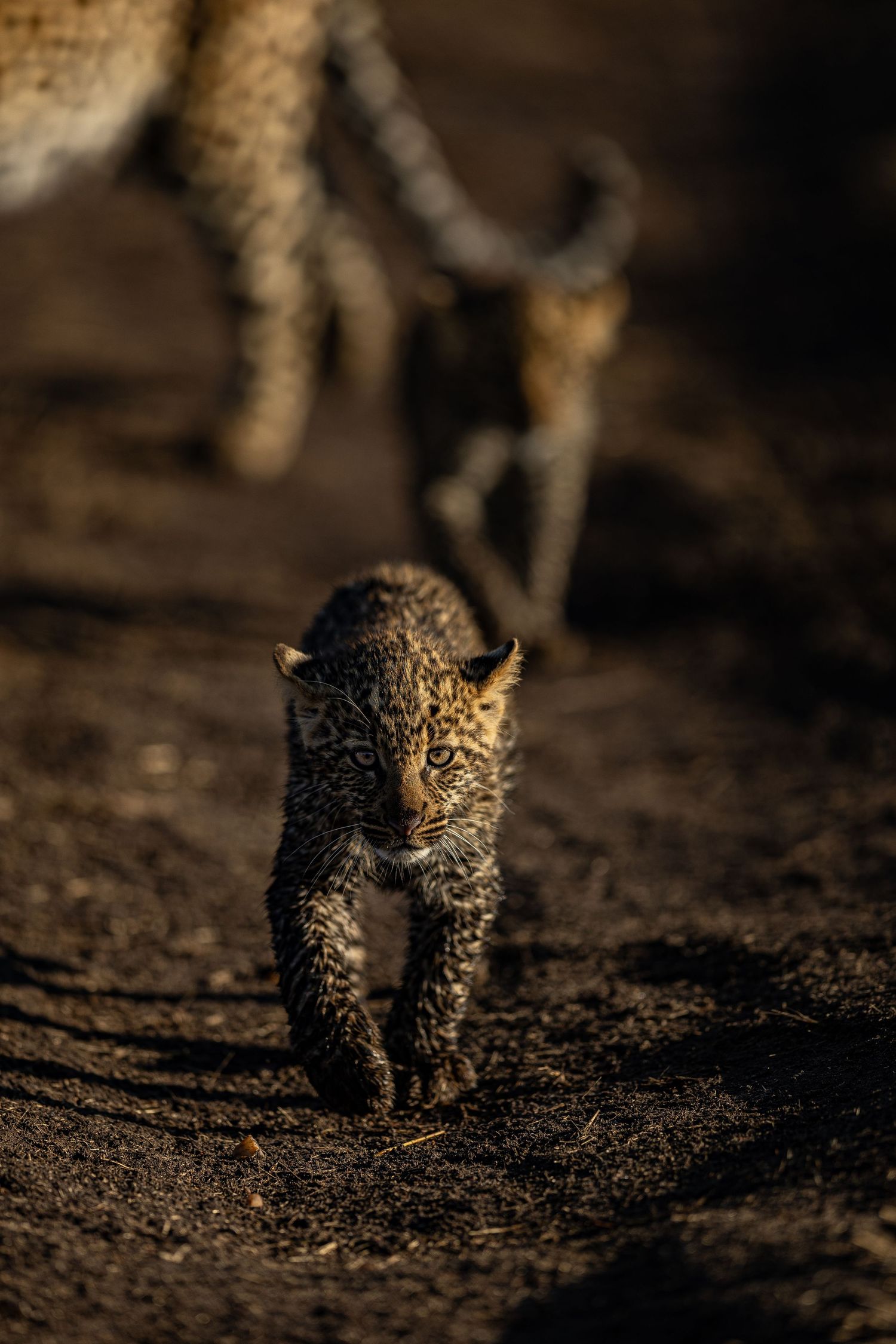 Small leopard cub walking through dark soil in dramatic lighting.