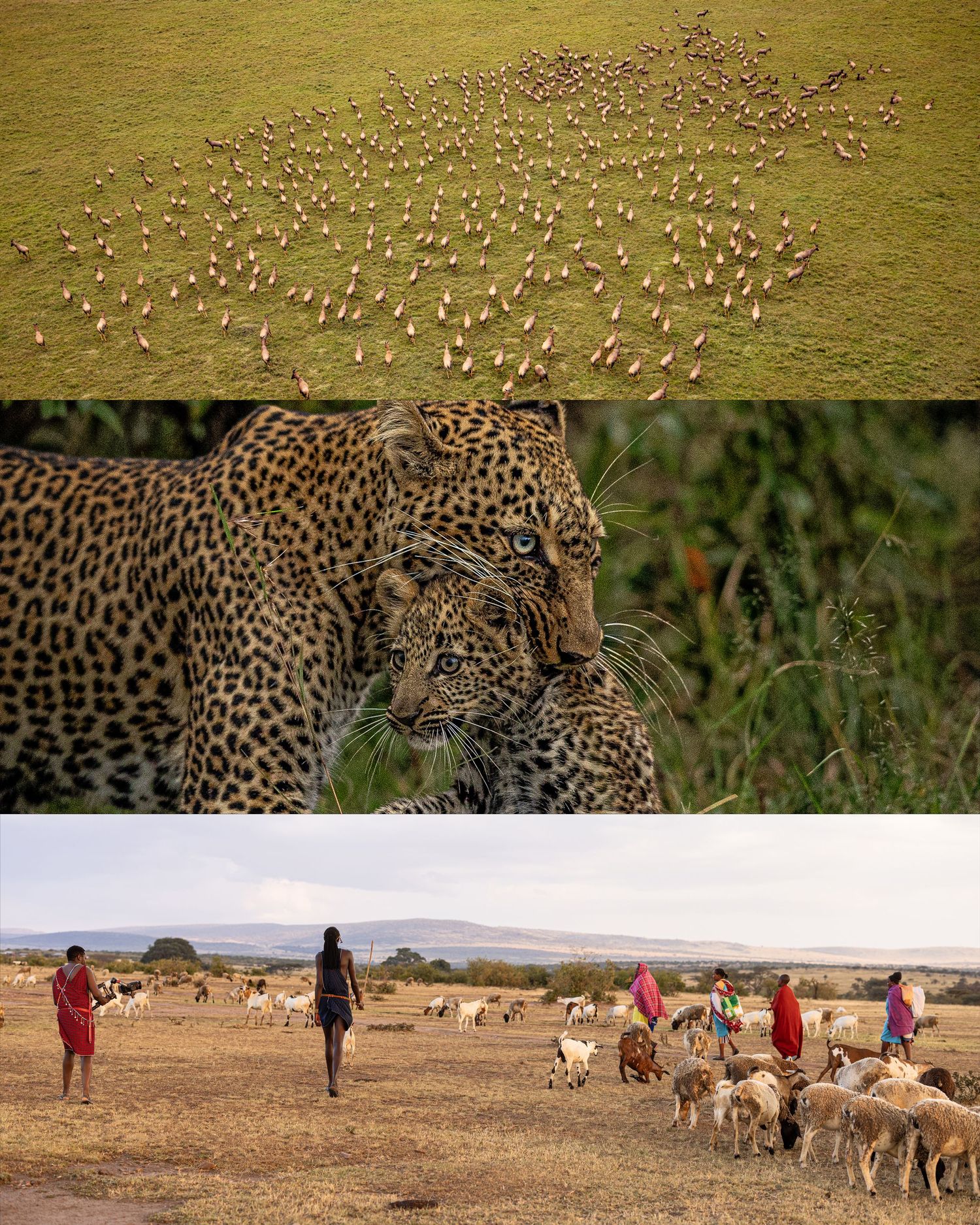 Three-panel African wildlife collage: aerial herd view, two leopards close-up, and Maasai herders with livestock on arid plains.