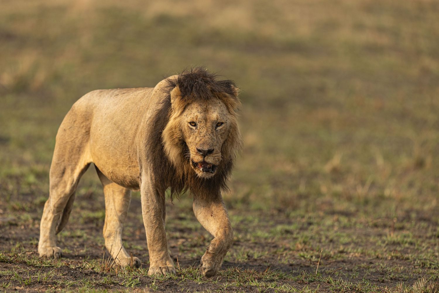 A majestic male lion stands proudly on the African savanna during golden hour, showcasing its powerful presence.