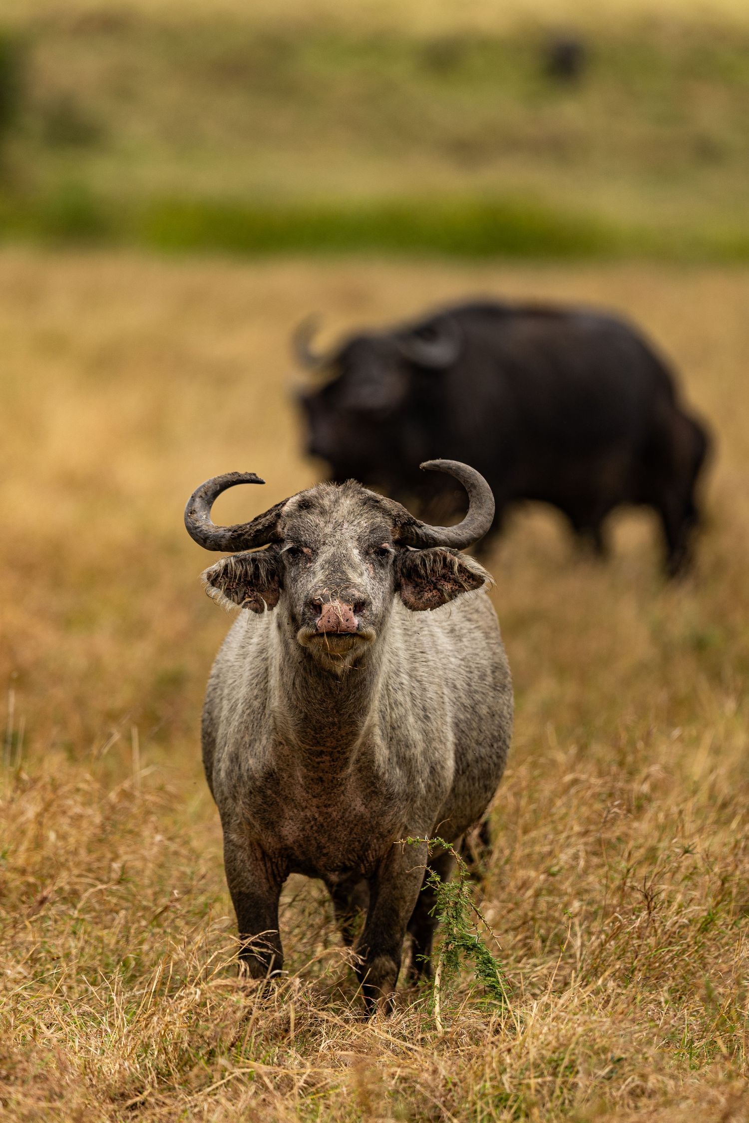 Close-up portraits of African Cape buffalo with distinctive curved horns.