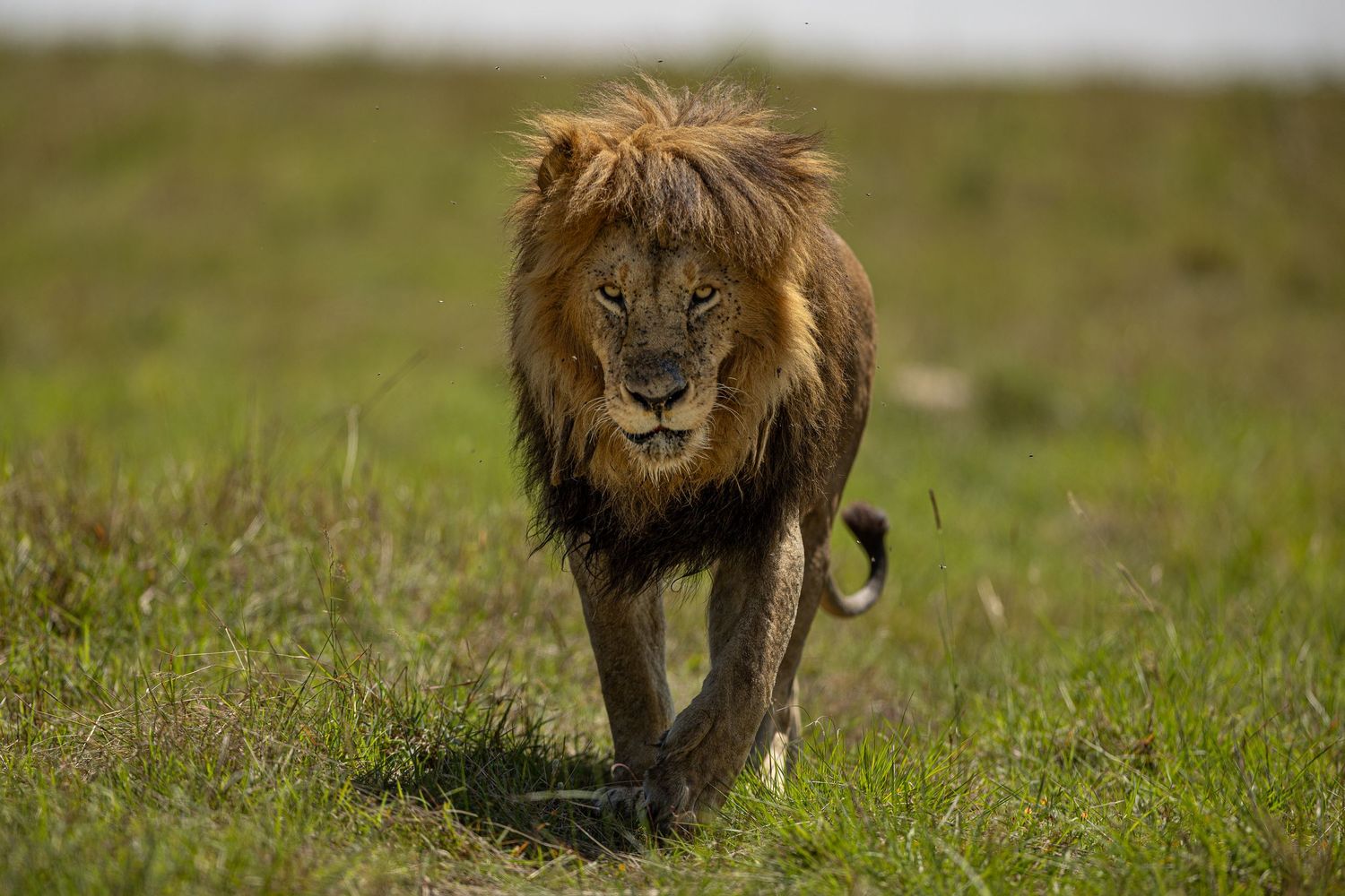 A majestic male lion with a dark mane walks through green grassland on a sunny day.