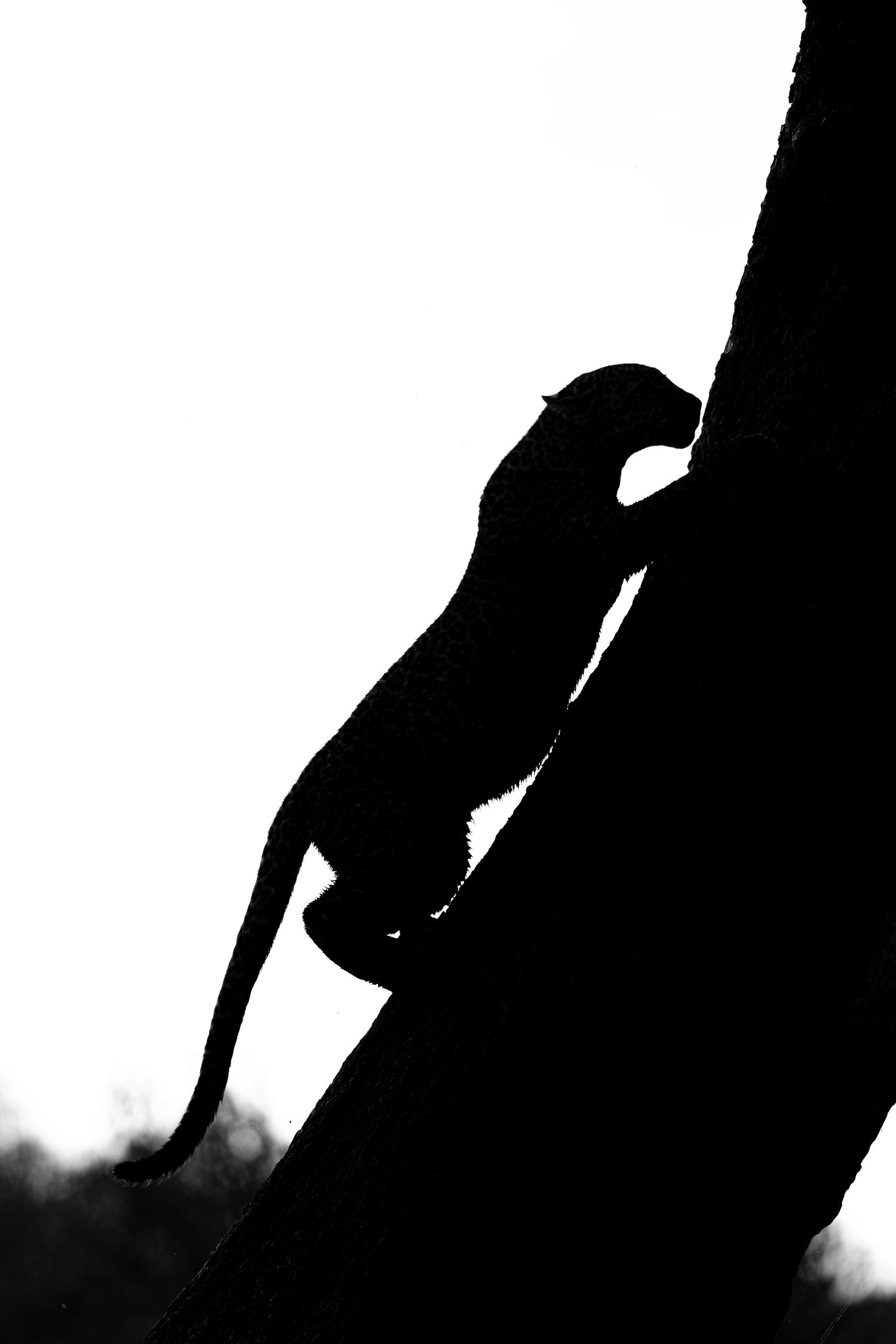 Silhouette of a bird climbing up a tree trunk.