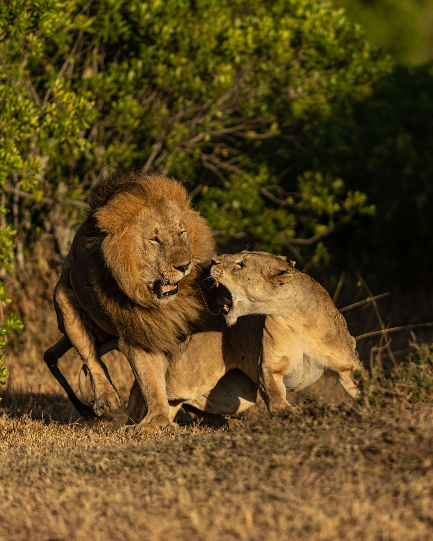 A male lion and lioness engage in an intense confrontation on dusty ground surrounded by green foliage.