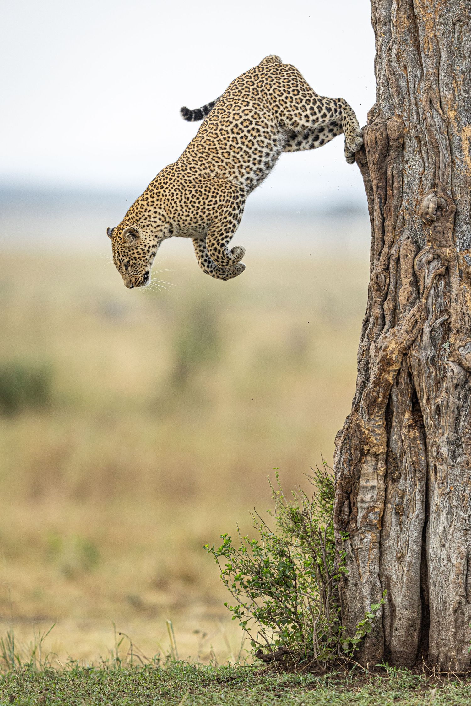 Leopard descending gracefully from a tree trunk in the African wilderness.