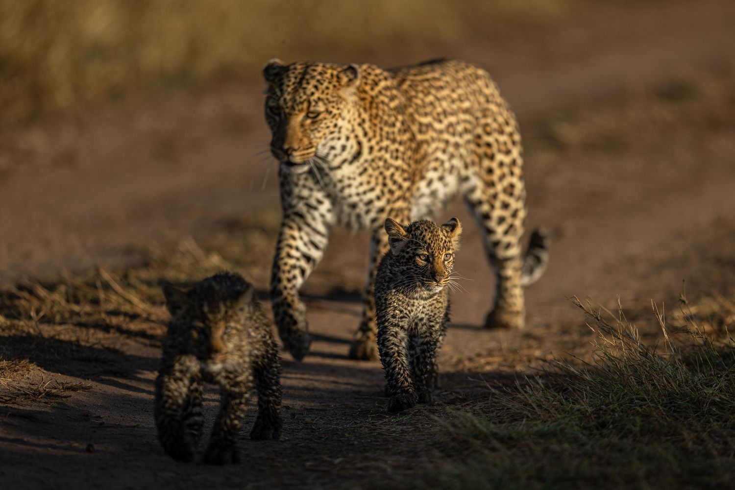 A majestic leopard prowls through the wilderness, its spotted coat gleaming in natural light as it moves across terrain.