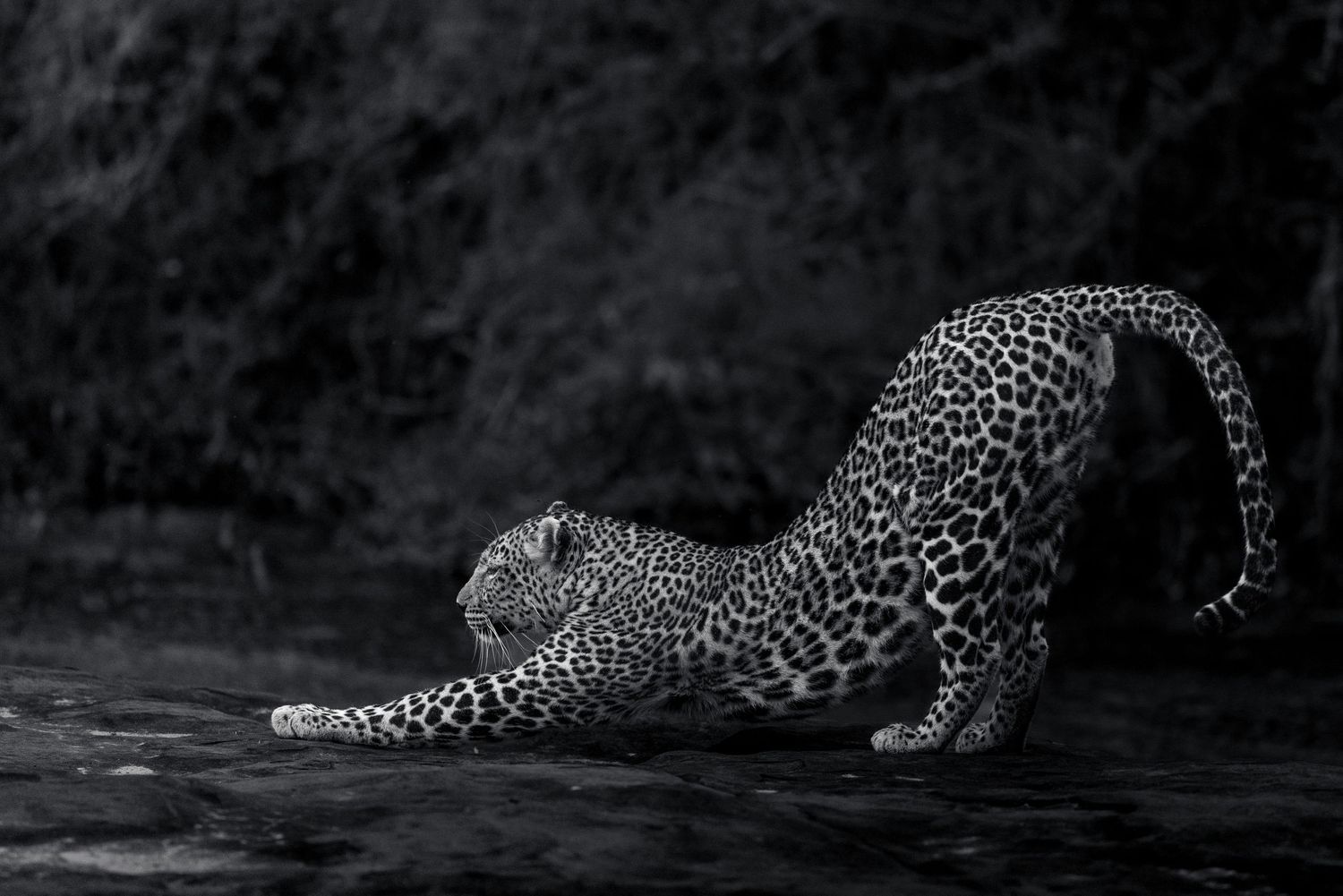 Leopard drinking water from a dark pool in dramatic monochrome lighting.