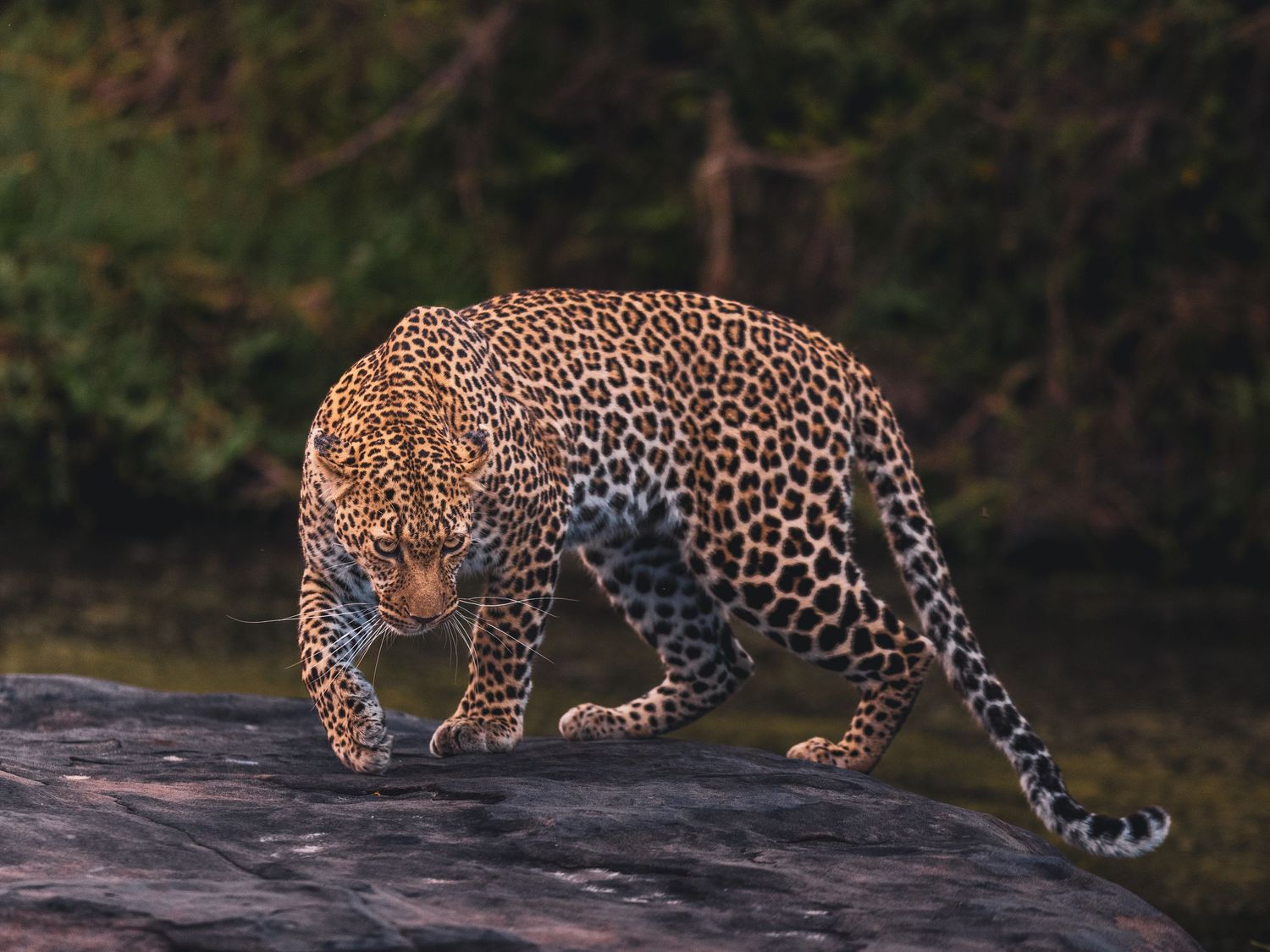 Leopard walking sequence showing graceful movement across rocky terrain.