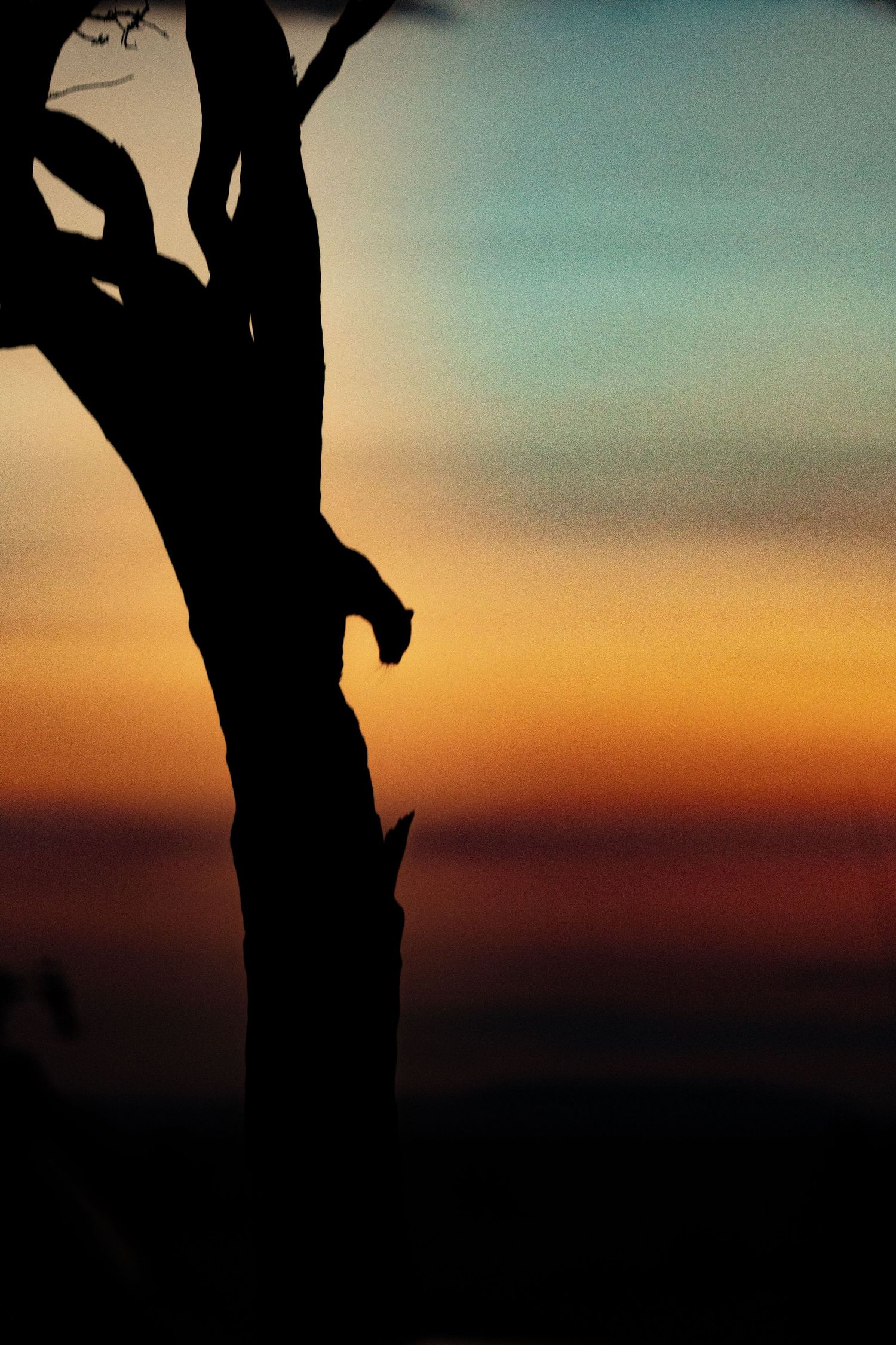 Silhouettes of tree branches against a vibrant sunset sky with orange and blue gradient colors.
