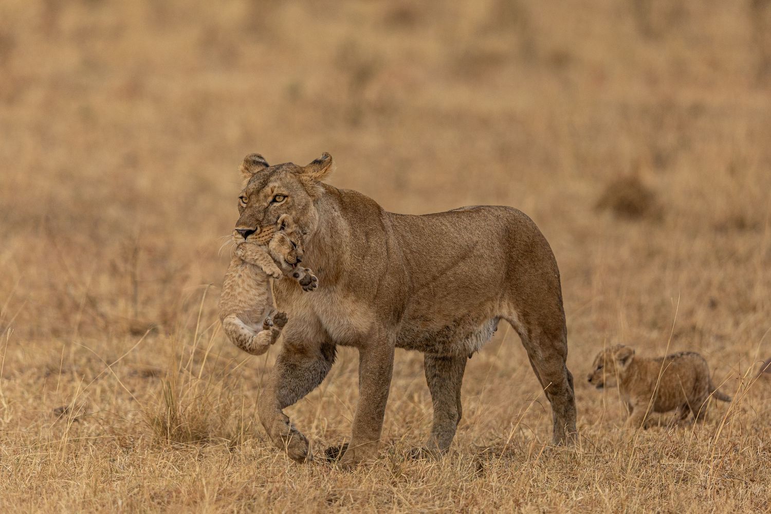 Lion pride resting together in the dry savanna grass during daytime.