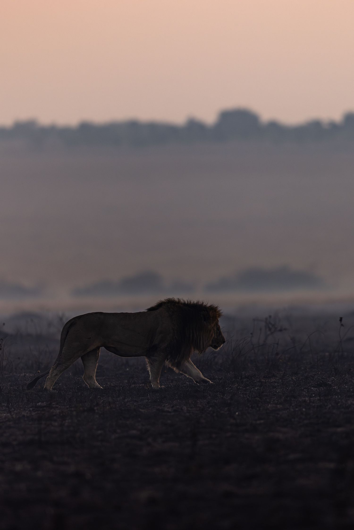 A silhouetted lion stalks across the savanna at dusk against a darkening sky.