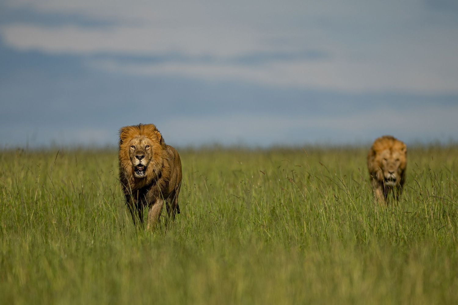 Two male lions walking through tall grass in the African savanna under a cloudy sky.