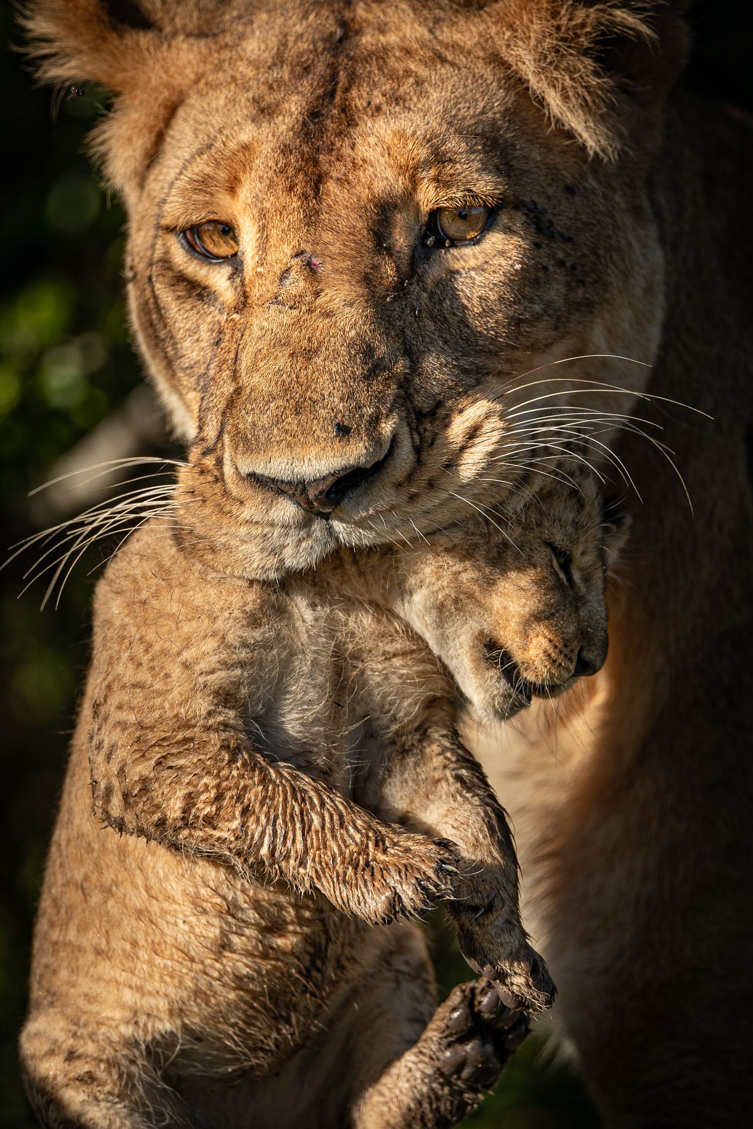 Close-up portrait of a majestic lioness with intense amber eyes and detailed whiskers in dramatic lighting.