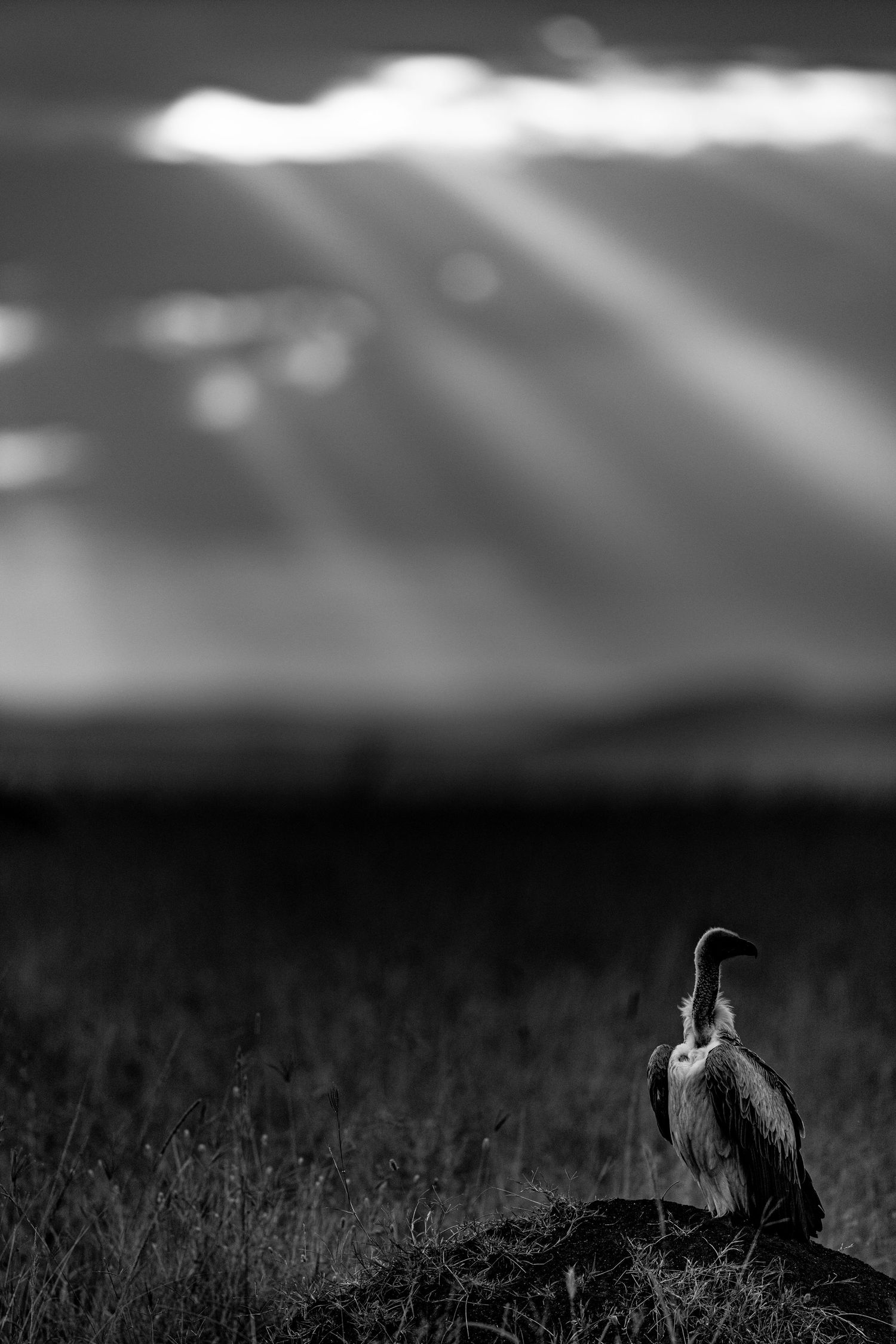 Two birds stand in silhouette against a dramatic sky in an open grassland.