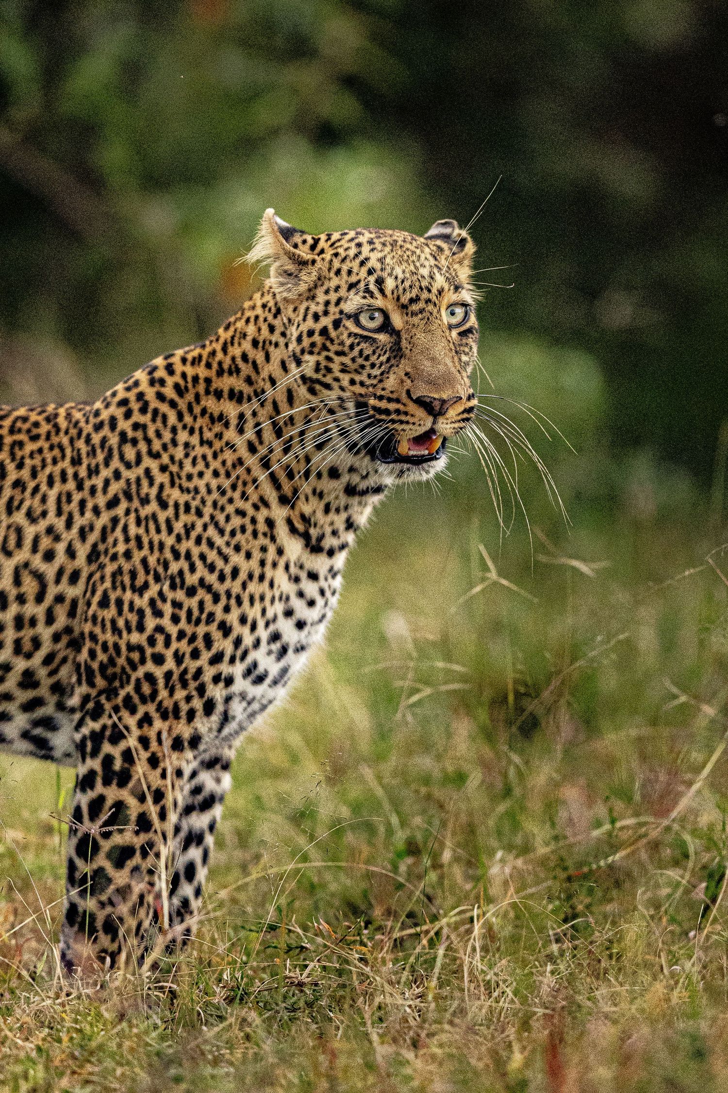 A leopard moves stealthily through grass showing its muscular form and spotted coat pattern.