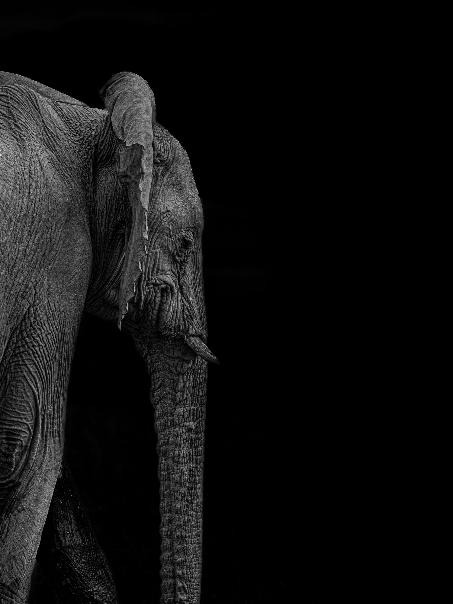 Close-up side view of two African elephants in black and white.