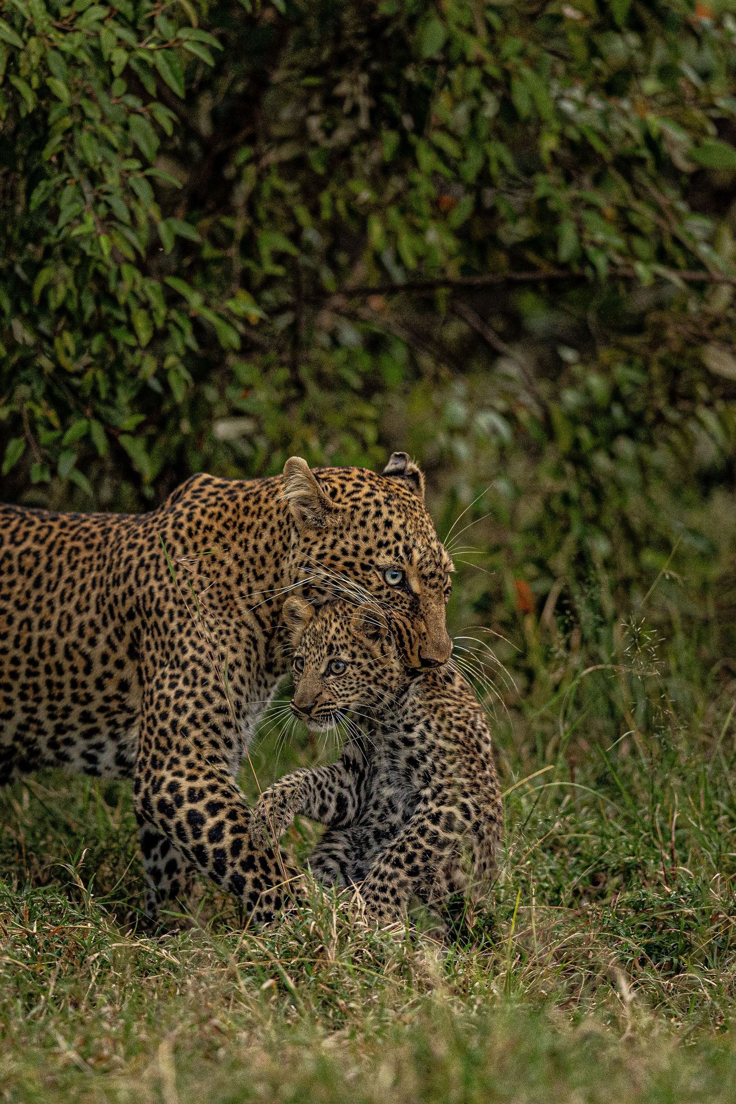 Two leopards moving stealthily through green vegetation in a hunting sequence.
