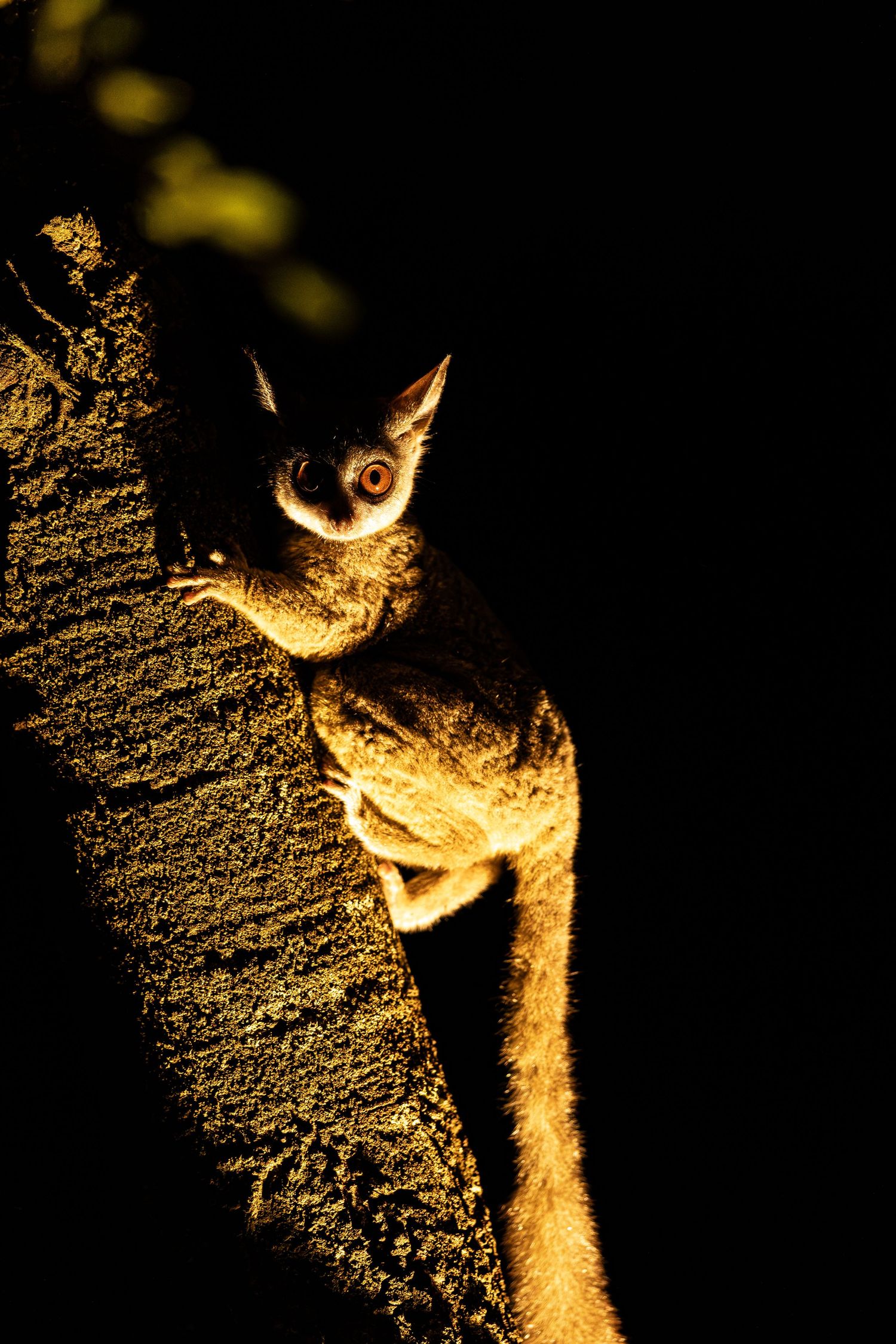 A sequence of photos shows a squirrel climbing up a textured wall illuminated by dramatic lighting at night.