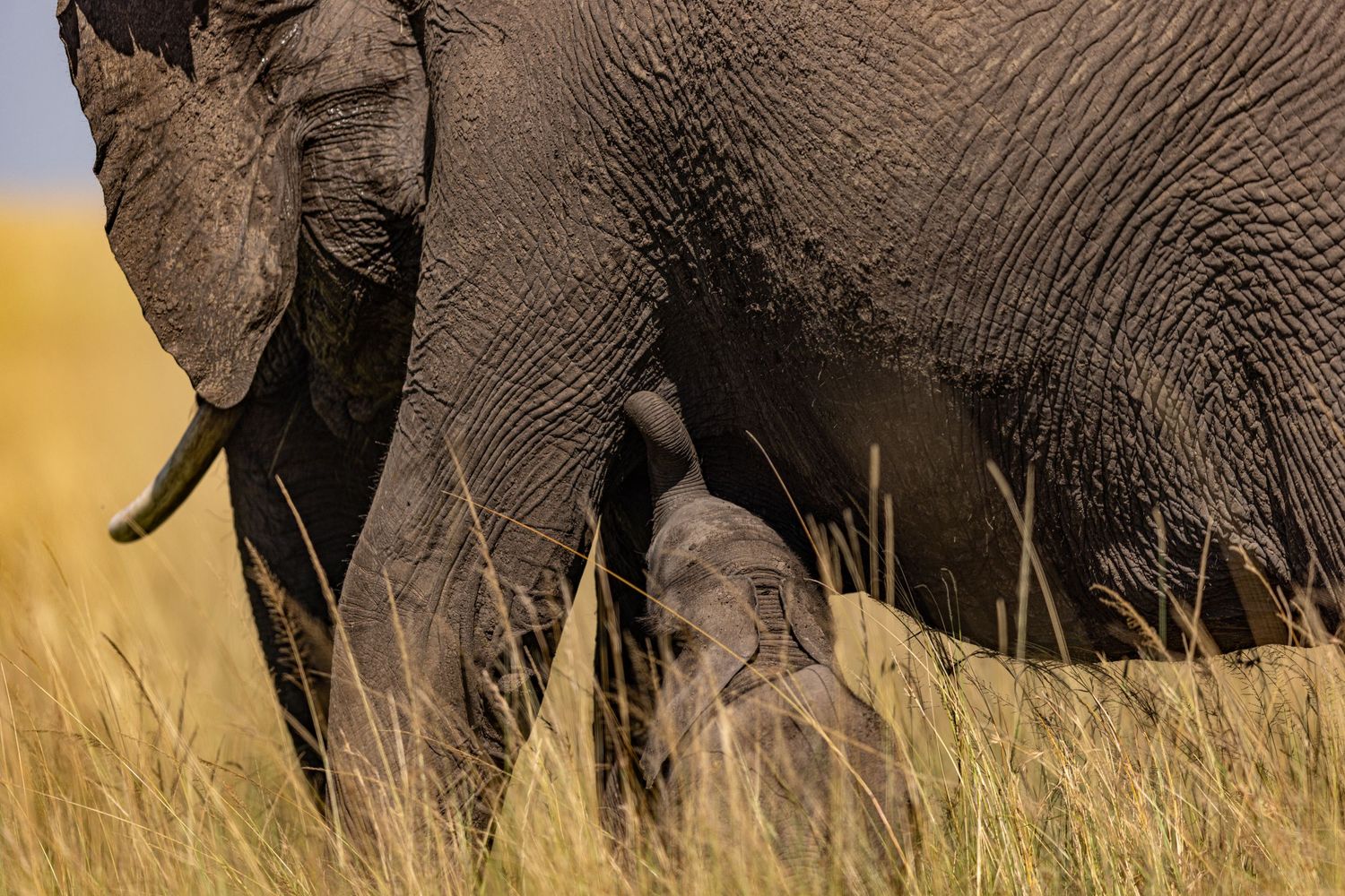 Elephants walking through golden grass during sunset in African savanna.