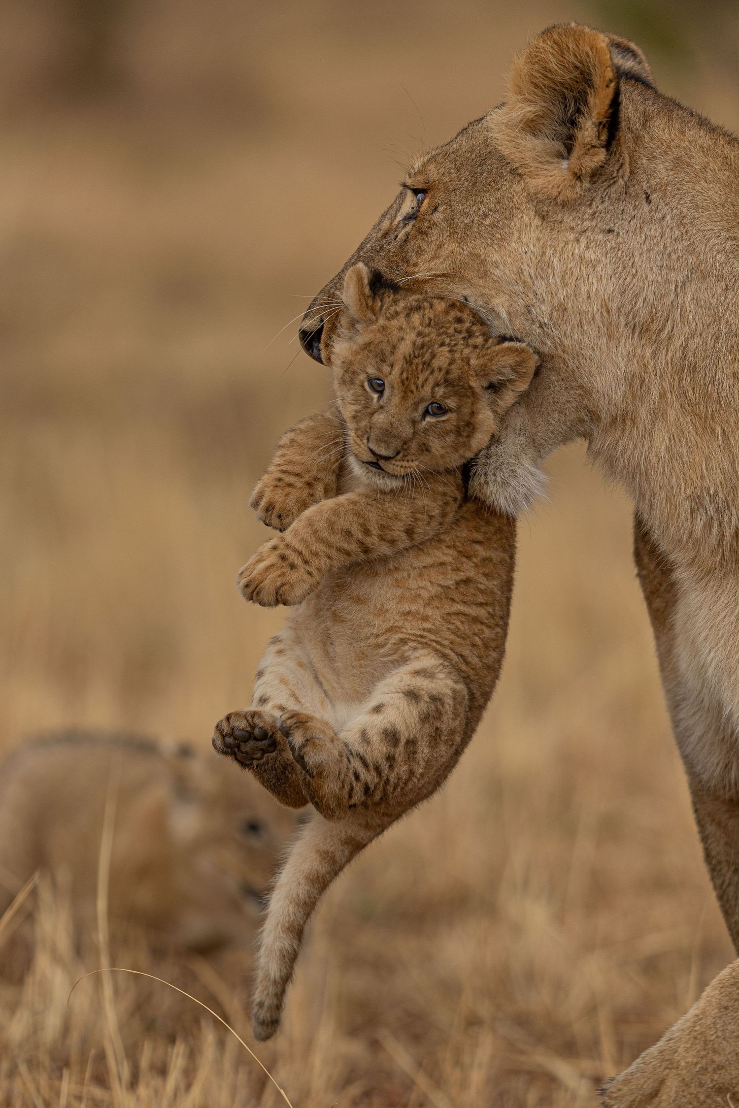 Lion cub being carried by its mother's mouth across the savanna grasslands.