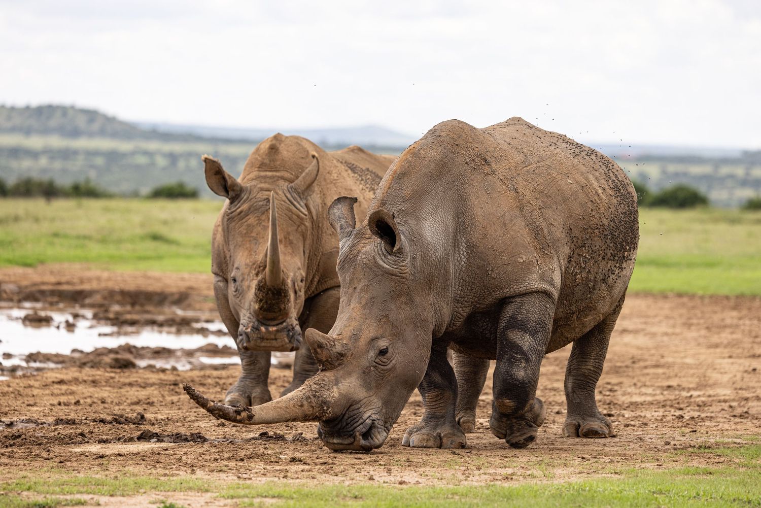 Group of rhinoceros grazing together on dusty African plain.