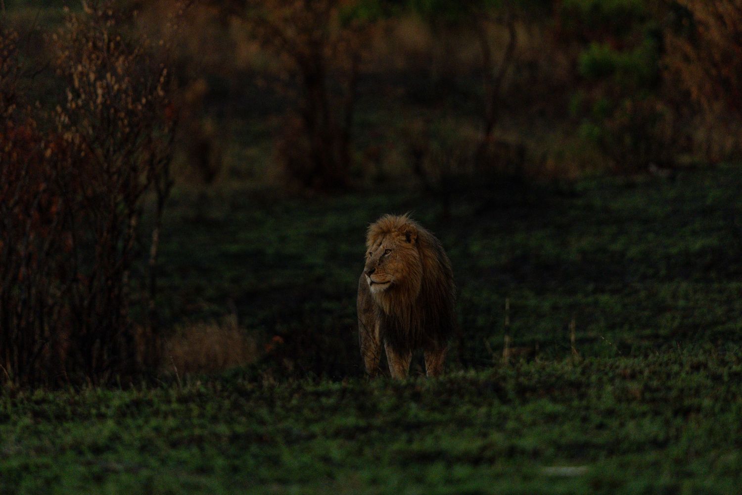 A majestic male lion prowls through dark grassland at dusk with trees silhouetted in the background.