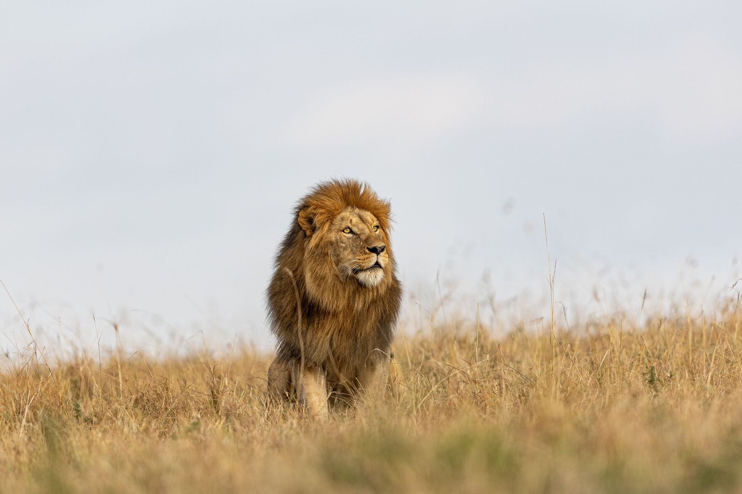 A majestic male lion stands alert in golden savanna grasslands during sunset.