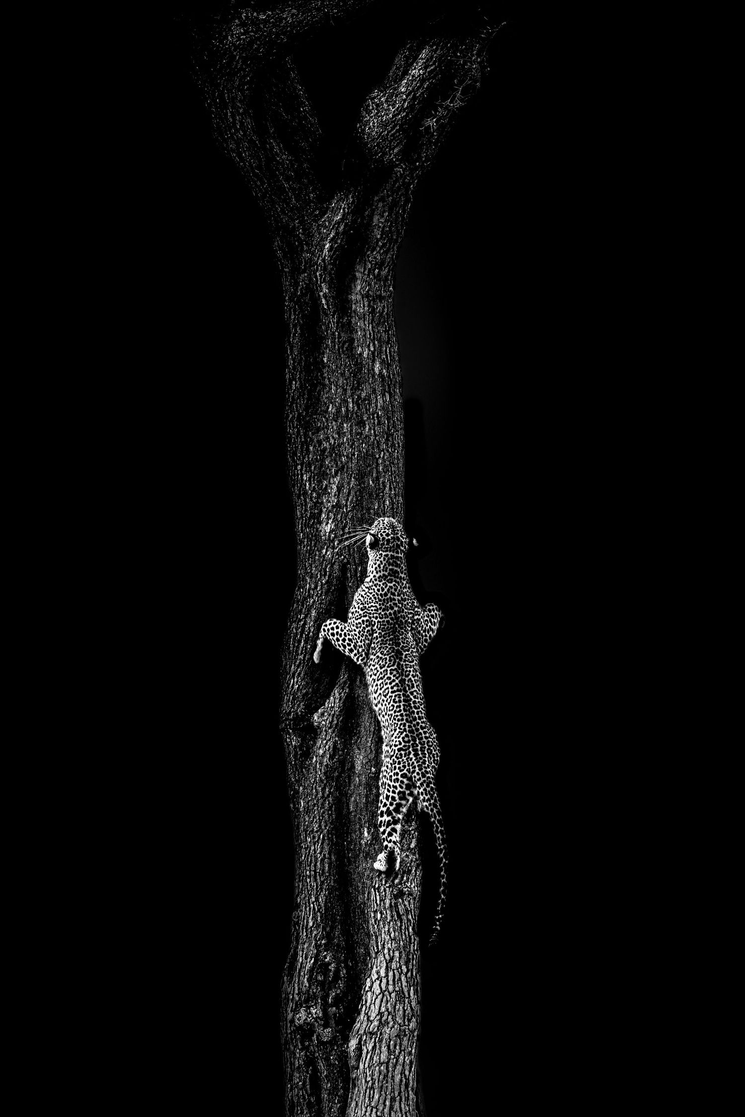 Black and white image of a leopard climbing a tree trunk in darkness.