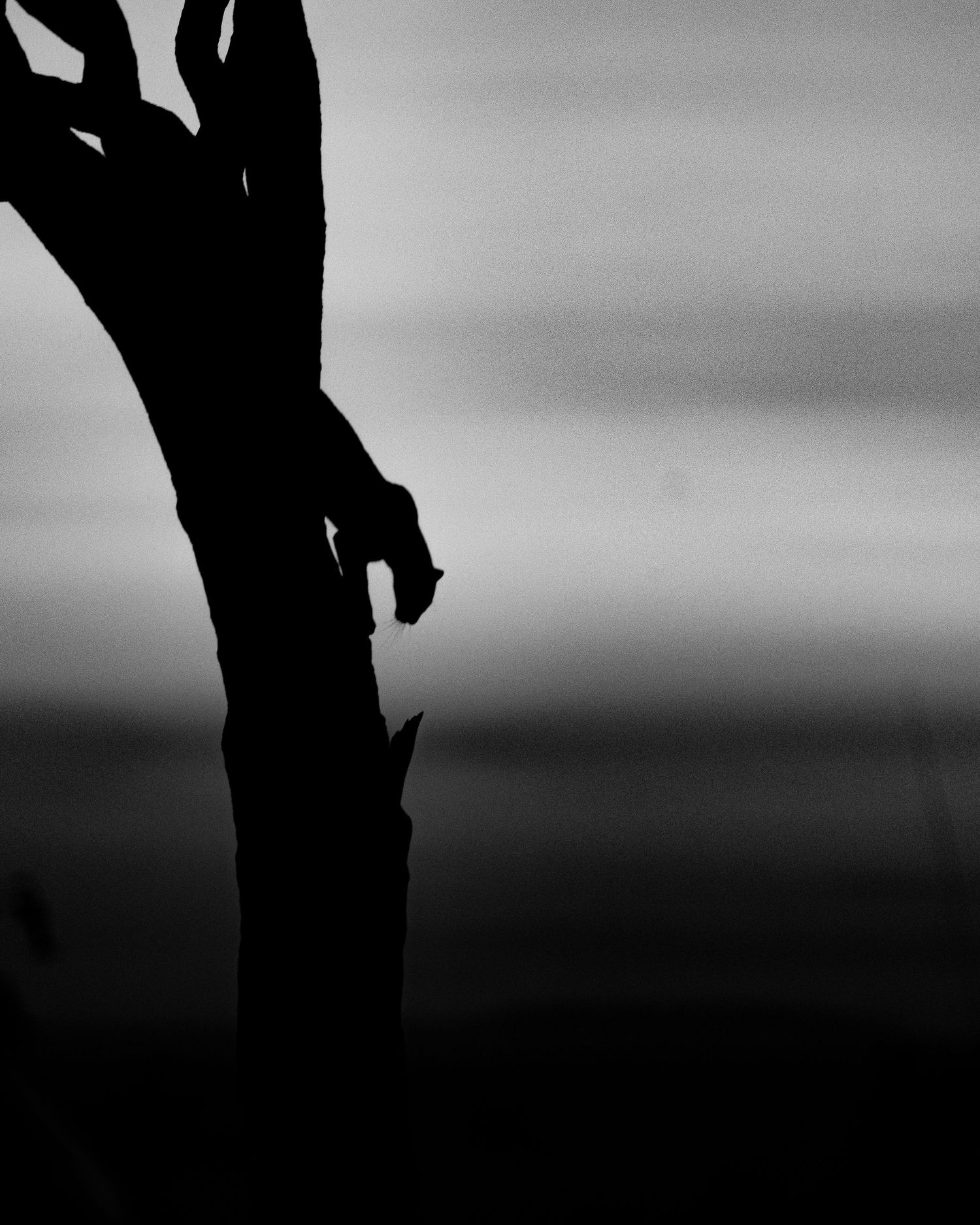 Silhouettes of tree branches against a moody sky at dusk.