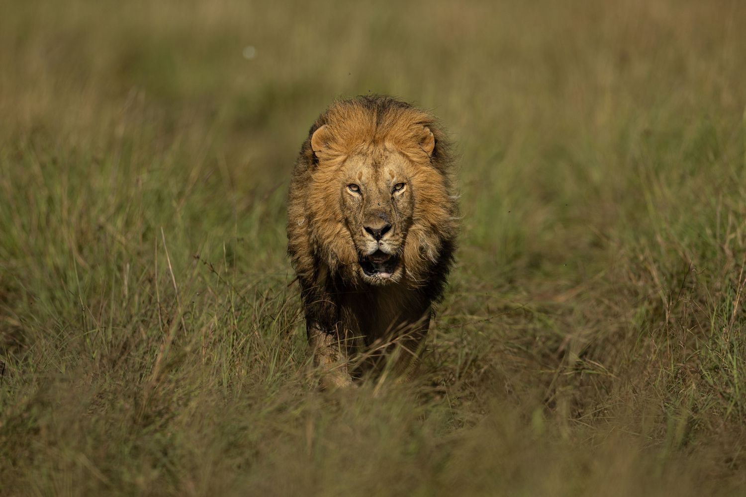A majestic male lion with golden mane walks through tall grass in the African savanna during golden hour.