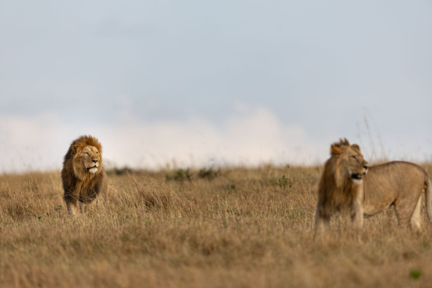 A majestic lion and lioness walk together across a dry savanna grassland in Africa.