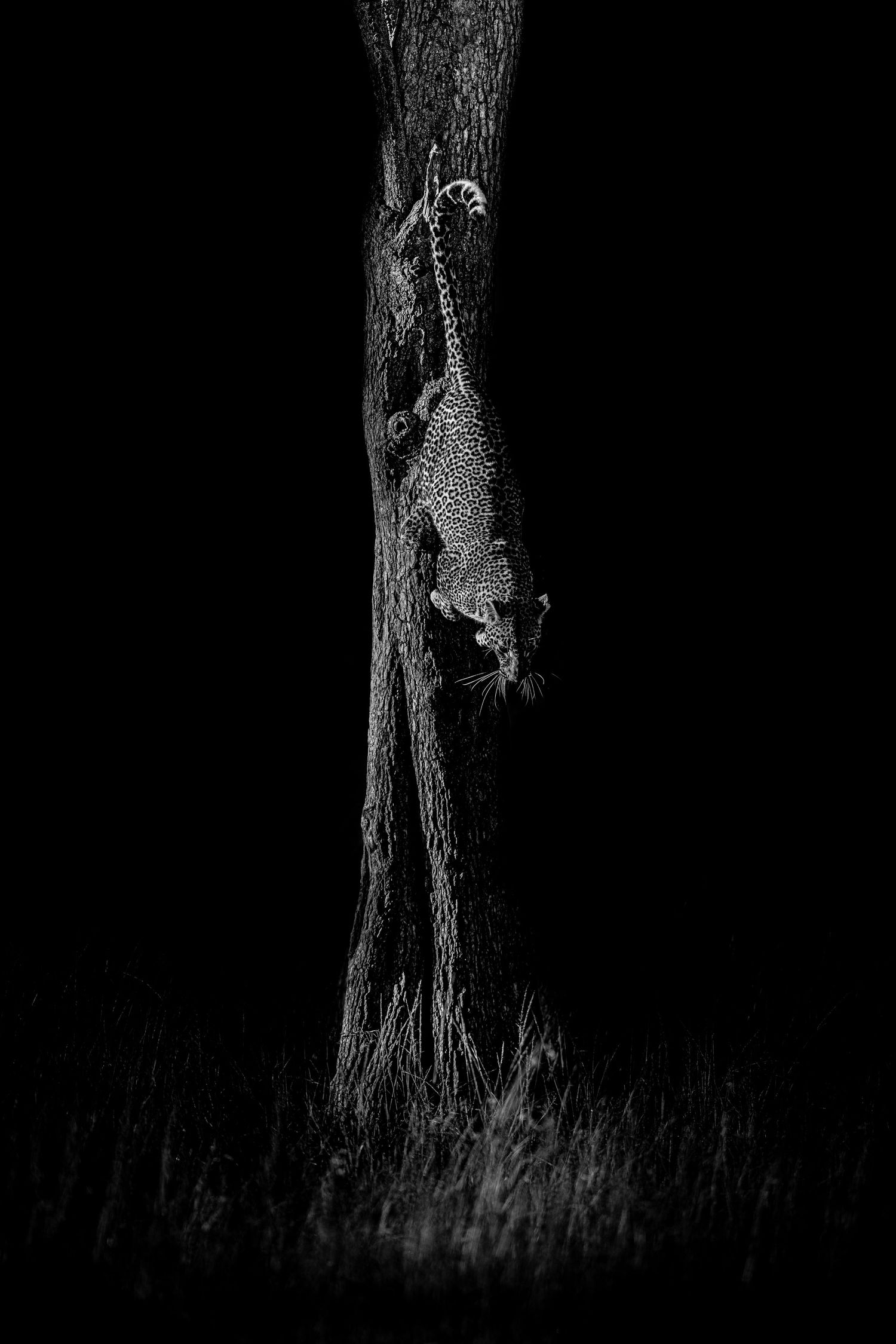 Leopard skillfully navigating a tree trunk in low-light conditions.