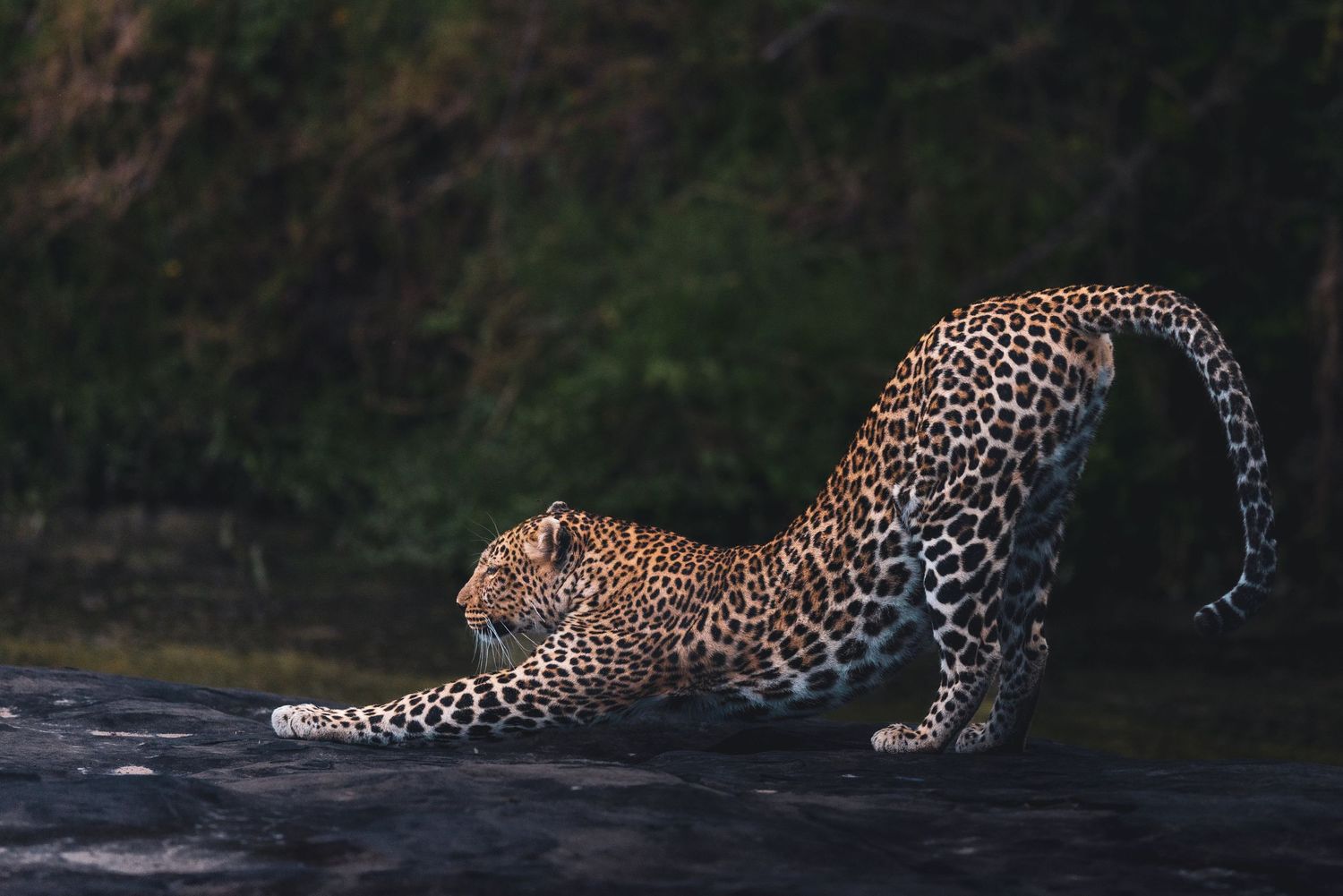 Leopard stalking through dark vegetation at twilight.