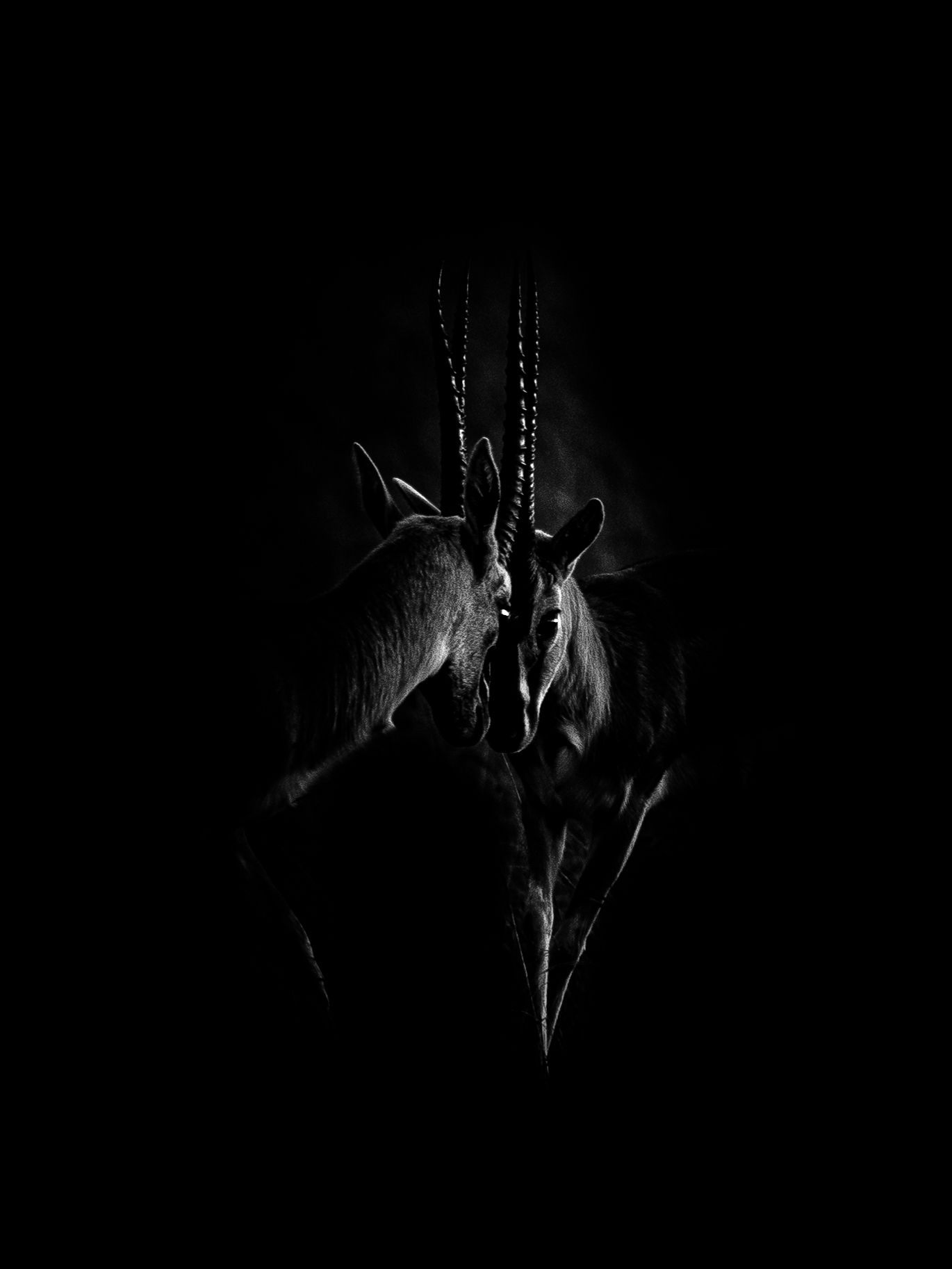 Silhouetted birds perched in darkness create a dramatic black and white composition.